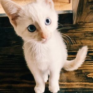 Meet your Posher, Priscilla